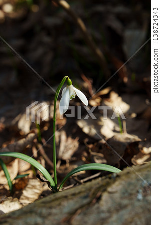 Snowdrop In The Forest. The First Symbol Of Spring. Snowdrop In The Forest. The First Symbol Of Spring. 138724343