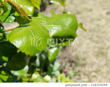 The bright green young rose leaves are growing vibrantly, bathed in the morning sun. The bright green young rose leaves are growing vibrantly, bathed in the morning sun. 138724344