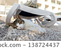 Street cat sleeping on gravel beach lounge chair in warm sunlight. Peaceful feline resting shade seaside resort courtyard during summer vacation calm travel lifestyle moment mediterranean coast 138724437