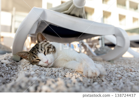 Street cat sleeping on gravel beach lounge chair in warm sunlight. Peaceful feline resting shade seaside resort courtyard during summer vacation calm travel lifestyle moment mediterranean coast 138724437