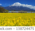 Rape field and Mt. Fuji 138724475