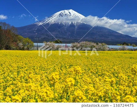 油菜田和富士山 油菜田和富士山 138724475