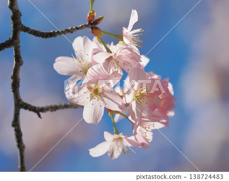 陽光下,櫻花閃閃發光 陽光下,櫻花閃閃發光 138724483