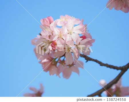 Sakura that shines in the blue sky Sakura that shines in the blue sky 138724558