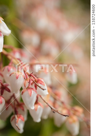 A vertical composition of spring, with clusters of white flowers of Japanese andromeda floating in soft light. A vertical composition of spring, with clusters of white flowers of Japanese andromeda floating in soft light. 138724600