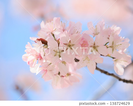 Cherry blossoms in full bloom against the blue sky Cherry blossoms in full bloom against the blue sky 138724629
