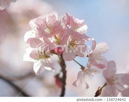 Close-up of cherry blossoms in full bloom against the blue sky Close-up of cherry blossoms in full bloom against the blue sky 138724642