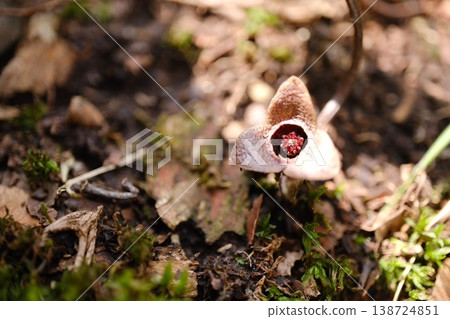 Winter hollyhocks blooming on the forest floor; the deep color and texture residing in the flower's center. 138724851