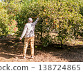 Farmer Harvesting Fresh Oranges in Sunny Orchard 138724865