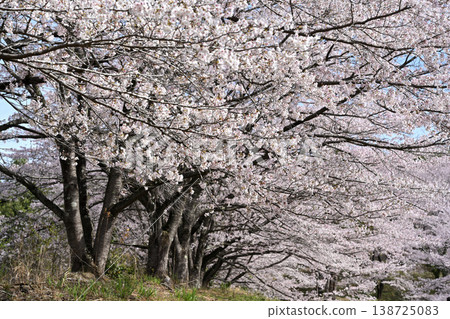 Yoshino cherry tree blooming on the bank Yoshino cherry tree blooming on the bank 138725083
