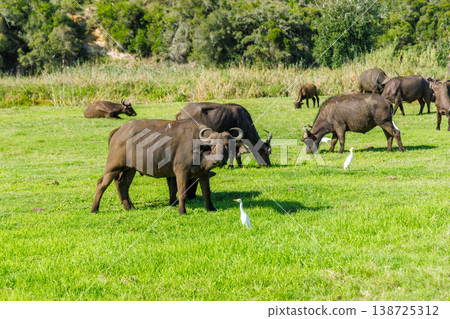 Buffalo herd on safari in South Africa 138725312