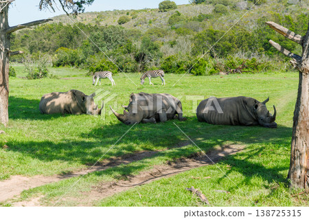 Rhinos resting in shade in South Africa 138725315