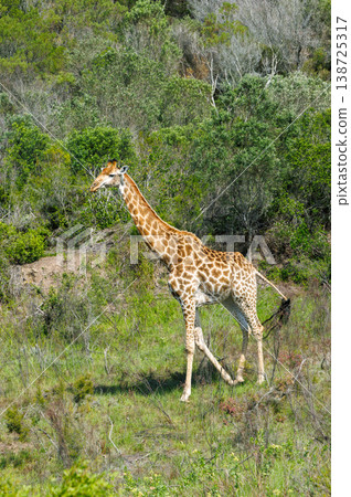Giraffe on safari in South Africa 138725317