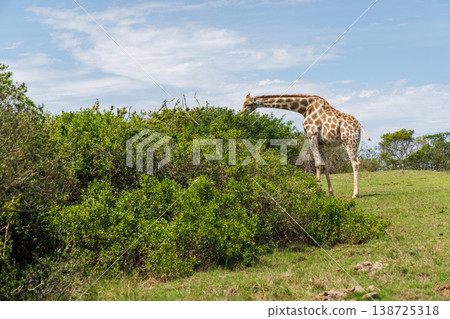 Giraffe in the wild in South Africa 138725318