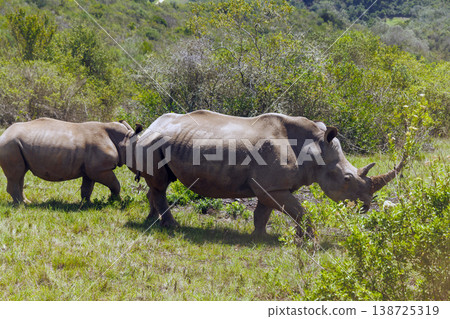 Rhinoceros group on safari in South Africa 138725319