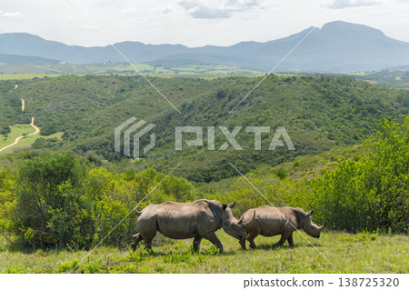Rhinoceros group on safari in South Africa 138725320