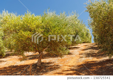 Olive trees on a sunny day Olive trees on a sunny day 138725541