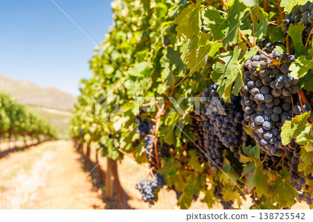Ripe grapes on vine in South African vineyard Ripe grapes on vine in South African vineyard 138725542