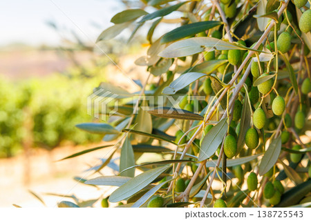 Olive trees on a sunny day Olive trees on a sunny day 138725543