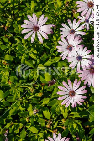 Pink spring flowers among green foliage Pink spring flowers among green foliage 138725544