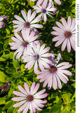 Pink spring flowers among green foliage Pink spring flowers among green foliage 138725545
