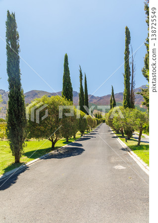 Road between tall cypress trees Road between tall cypress trees 138725549