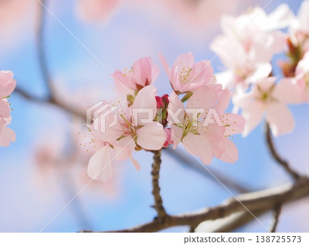 Cherry blossoms in full bloom shining in the blue sky Cherry blossoms in full bloom shining in the blue sky 138725573