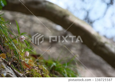A photo of *Fritillaria japonica* taken from an upward angle; two small flowers stand quietly amidst the spring wildflowers. 138725587