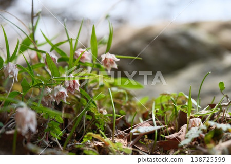 A cluster of Fritillaria japonica flowers, captured from an upward angle; the delicate colors of the flowers fill the space—a spring wildflower. A cluster of Fritillaria japonica flowers, captured from an upward angle; the delicate colors of the flowers fill the space—a spring wildflower. 138725599
