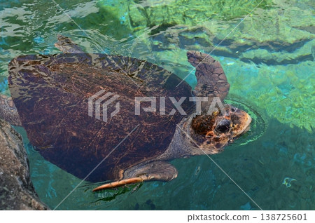Sea turtle to swim 138725601