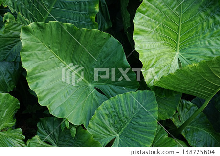 沖繩縣西表島海芋 138725604