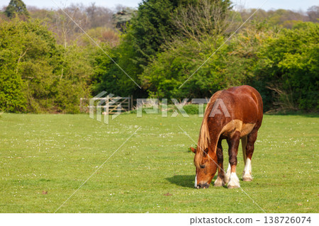 Horse grazing on green grass Horse grazing on green grass 138726074