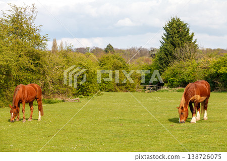 Horse grazing on green grass 138726075