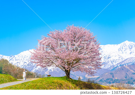 Spring in Hakuba - Nodaira's single cherry tree Spring in Hakuba - Nodaira's single cherry tree 138726427