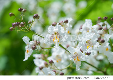 Austrian Catalpa 138726552