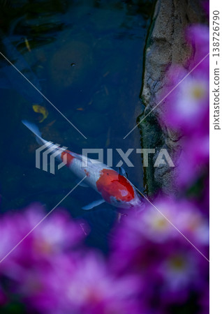 Close-up of the Koi fish or carp fish swimming in a pond with the flower in the foreground. Colorful Koi fish swimming in the pond of a garden. Zen Garden. Animal or pets concept. Close-up of the Koi fish or carp fish swimming in a pond with the flower in the foreground. Colorful Koi fish swimming in the pond of a garden. Zen Garden. Animal or pets concept. 138726790