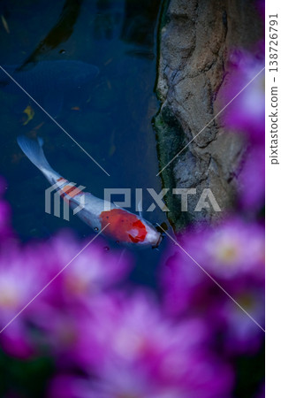 Close-up of the Koi fish or carp fish swimming in a pond with the flower in the foreground. Colorful Koi fish swimming in the pond of a garden. Zen Garden. Animal or pets concept. Close-up of the Koi fish or carp fish swimming in a pond with the flower in the foreground. Colorful Koi fish swimming in the pond of a garden. Zen Garden. Animal or pets concept. 138726791
