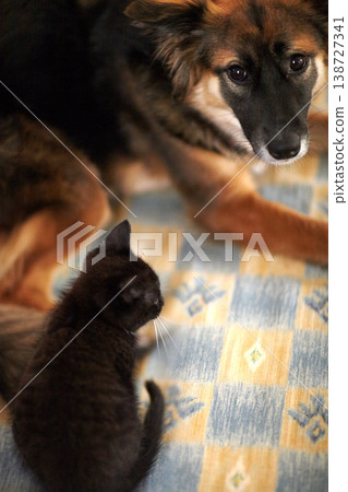 Pet, kitten and dog on blanket for together, bond and caring in relationship from above. Fur, animal or mammal by looking at you with eyes for understanding of cat, cute and cuddle for friendship Pet, kitten and dog on blanket for together, bond and caring in relationship from above. Fur, animal or mammal by looking at you with eyes for understanding of cat, cute and cuddle for friendship 138727341
