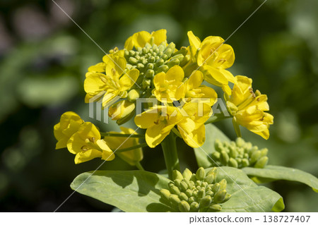 White rape blossoms White rape blossoms 138727407