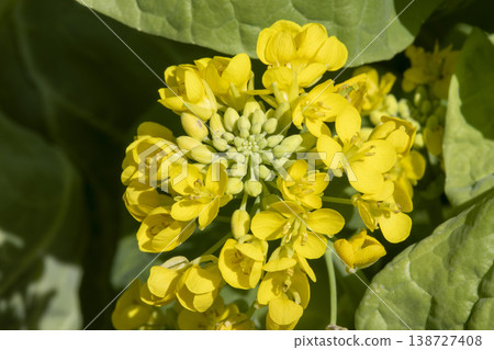 White rape blossoms White rape blossoms 138727408