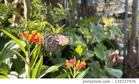 A close-up of a Great Mormon butterfly sipping nectar from a flower in a garden on Amami Oshima Island. 138727476