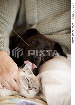 Cat, dog and person relax in bed with calm, comfort and care in home with love of owner. Pet, lick and portrait of animals sleeping together in lap of woman or healthy kitten and puppy with support Cat, dog and person relax in bed with calm, comfort and care in home with love of owner. Pet, lick and portrait of animals sleeping together in lap of woman or healthy kitten and puppy with support 138727539