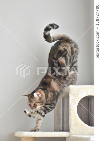 A cat stretching on a cat tower; American Shorthair, brown patched tabby. A cat stretching on a cat tower; American Shorthair, brown patched tabby. 138727780