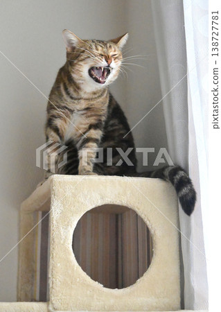 A window scene with a cat A window scene with a cat 138727781