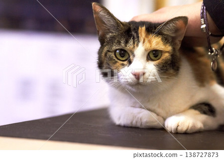Veterinary, portrait and cat on table for consultation, examination or health checkup at hospital or clinic. Animal, face and pet at vet for assessment, vaccine or healthcare with person or owner Veterinary, portrait and cat on table for consultation, examination or health checkup at hospital or clinic. Animal, face and pet at vet for assessment, vaccine or healthcare with person or owner 138727873