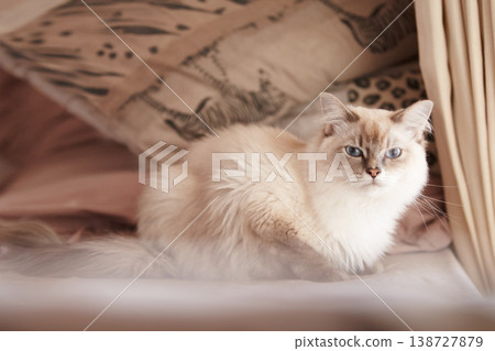 Cat, relax and portrait on a sofa in home with healthy pet in apartment living room. Calm, kitten and grey fur of persian kitty sitting in house with moody, attitude or sleepy face of tired animal 138727879