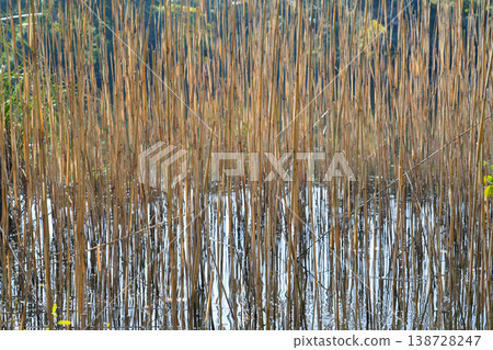Shizuoka Prefecture, Numazu City, Osezaki Shrine Pond Shizuoka Prefecture, Numazu City, Osezaki Shrine Pond 138728247