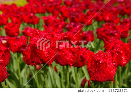 Red Spring Tulip Fields Under Bright Sunlight 138728271