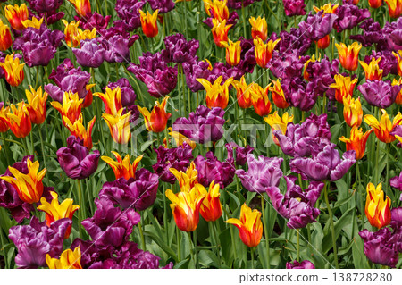 Colorful Spring Tulip Fields Under Bright Sunlight 138728280