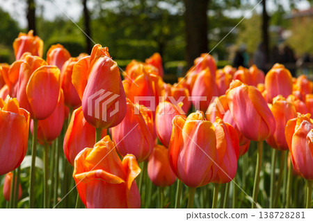 Colorful Spring Tulip Fields Under Bright Sunlight Colorful Spring Tulip Fields Under Bright Sunlight 138728281